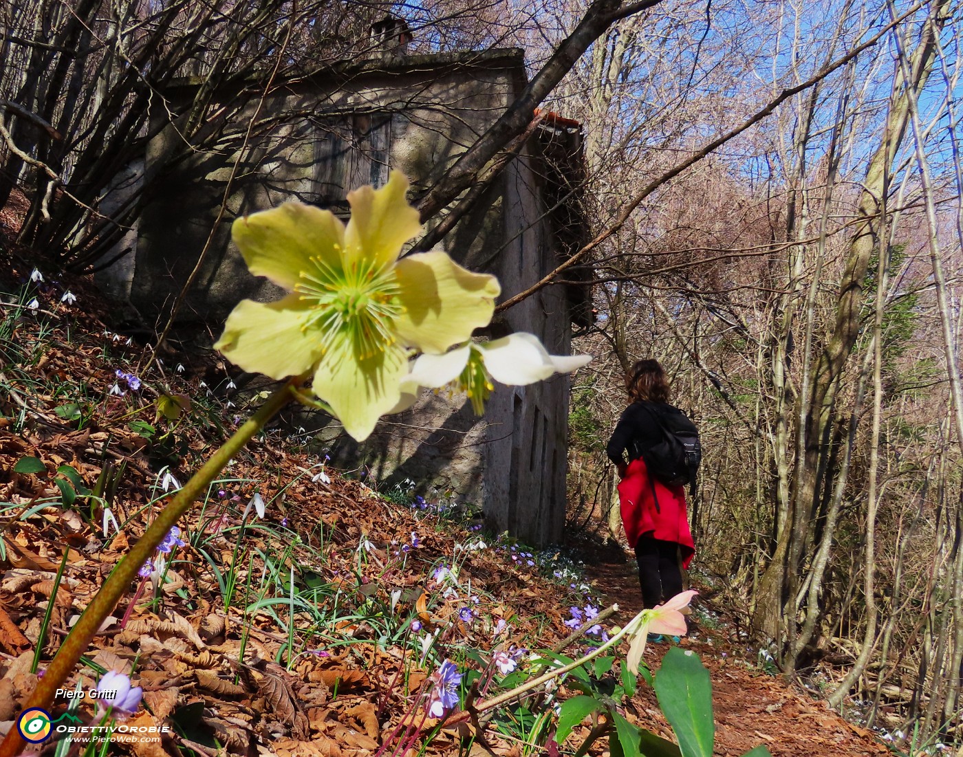 38 Helleborus niger (Ellebori).JPG
